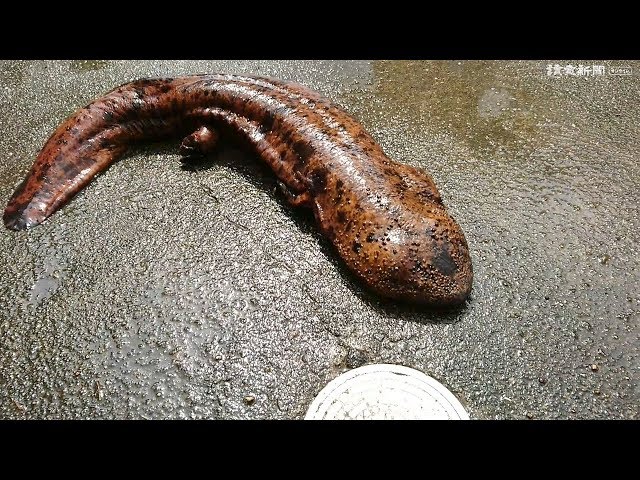 推定80～100歳 オオサンショウウオ発見・・・山口 - YouTube