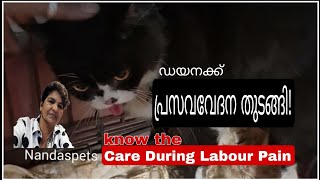 ഡയനക്ക് പ്രസവേദന! Care During Labour @Nandaspets by NANDAS pets 614 views 6 months ago 6 minutes, 31 seconds