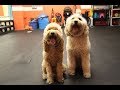 Dog has anxiety in public | Stop dog jumping | What Would Jeff Do? Q&A Dog Training Help Dog has anxiety in public | Stop dog jumping | What Would Jeff Do? Q&A Dog Training Help
