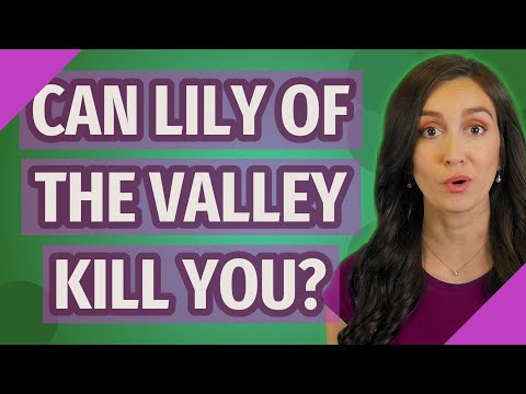 Vídeo: Lily Of The Valley Control - Com matar Lily Of The Valley