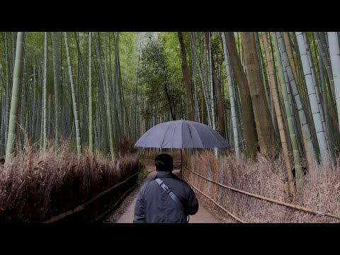 Videó: Kiotói Bamboo Forest: A teljes útmutató