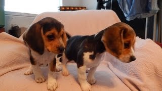 Beagle Puppies LOL Tiny Playing AKC Puppy Miniature Mini Beagles Playful For Sale