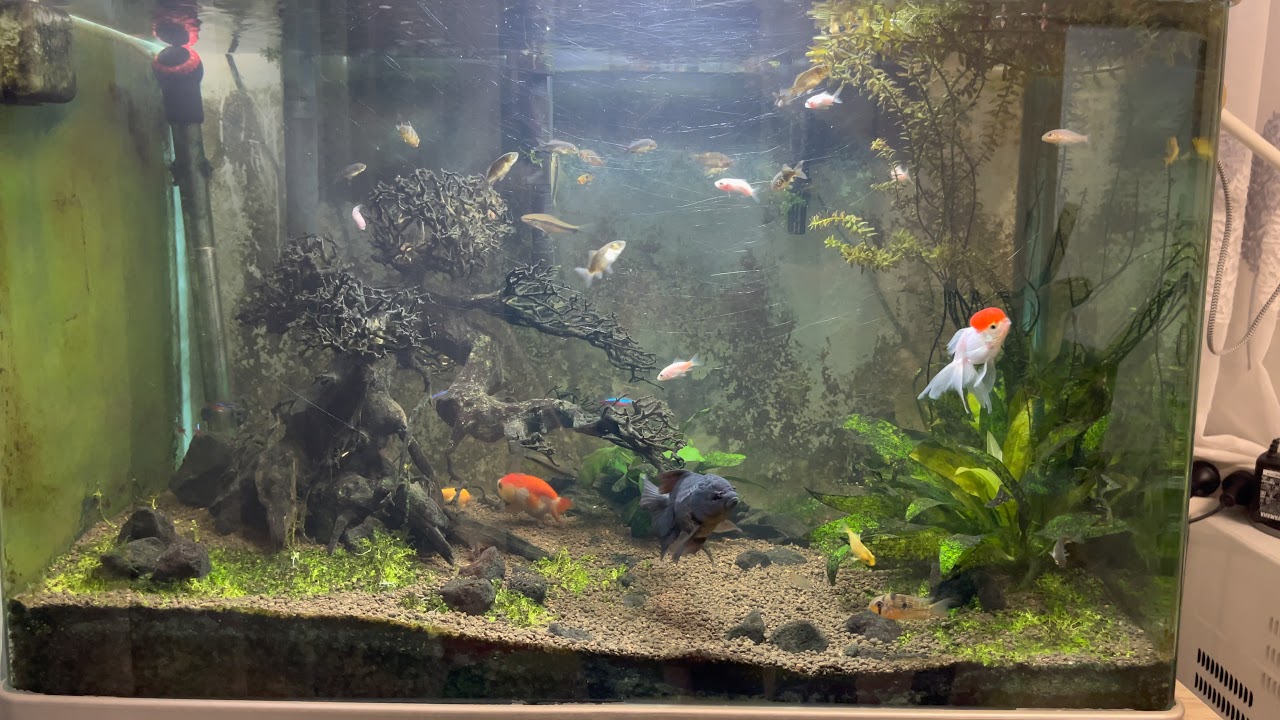 120 litres Aquascape Goldfish and Koi fry fish tank Update 13/01/21