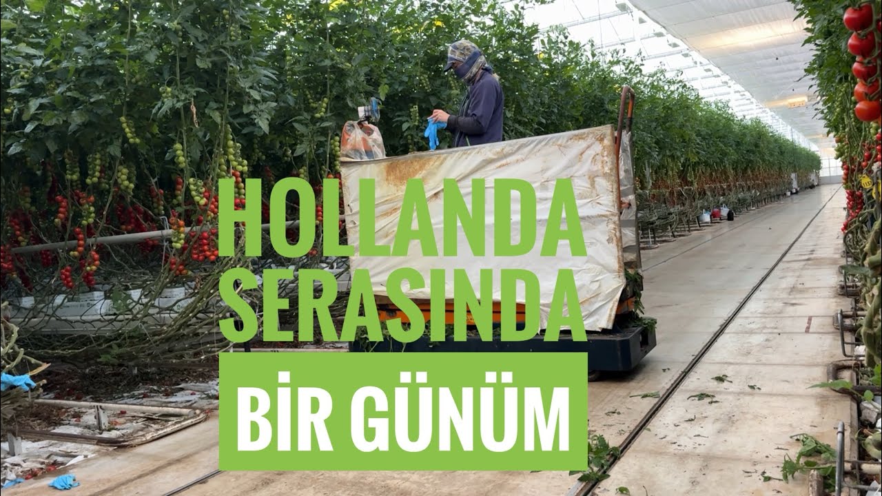 HOLLANDA SERASINDA ÇALIŞAN BİRİ OLARAK BİR GÜNÜM NASIL GEÇİYOR