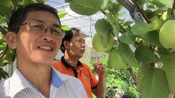 Quá đã! CÂY ỔI 8 tháng, TRÁI cụp cành - Kinh nghiệm trồng táo, ổi | THÍCH TRỒNG CÂY TV