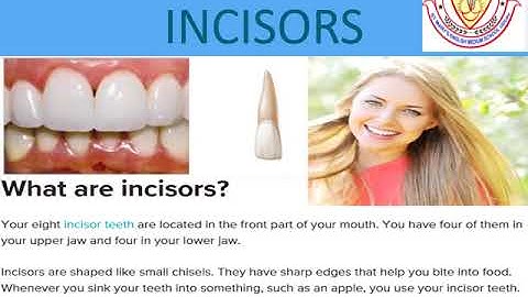 CLASS 4  SCIENCE TEETH AND MICROBES - DAY 7