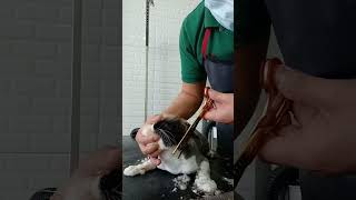 Persian cat grooming finishing cut|roundface cutting and paws trimming|#persiancat #catgrooming by Groomers Archive 428 views 11 months ago 3 minutes, 56 seconds
