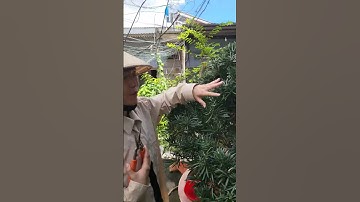 tỉa cây tùng La Hán bonsai sao cơn mưa #anhducbonsai #bonsai #bonsaitihon #shorts #bonsait #caycanh