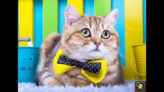 Magic puzzles / cat puzzle / complete vedio/ top 10 puzzle games for Android / top trending games. screenshot 3