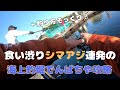 タ釣ルさんと傳八屋乗り合い釣行！後半シマアジ釣法の解説