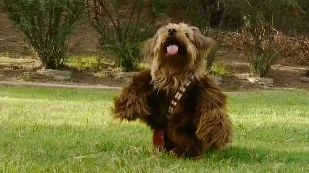 chewbacca dog belt