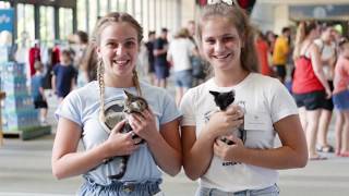 Pop Up Adoption - Highlights