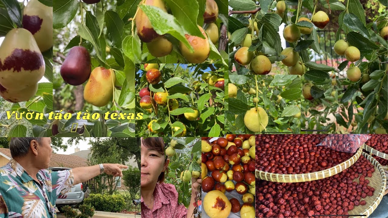 Vườn táo tào siêu lớn 70 Góc nằm vừa lòng texas  Arlington . 🙋‍♂️❤️🥰#  207