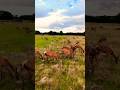 Stunning wildlife in London’s largest park | Richmond park deer like you never seen before #djimini3