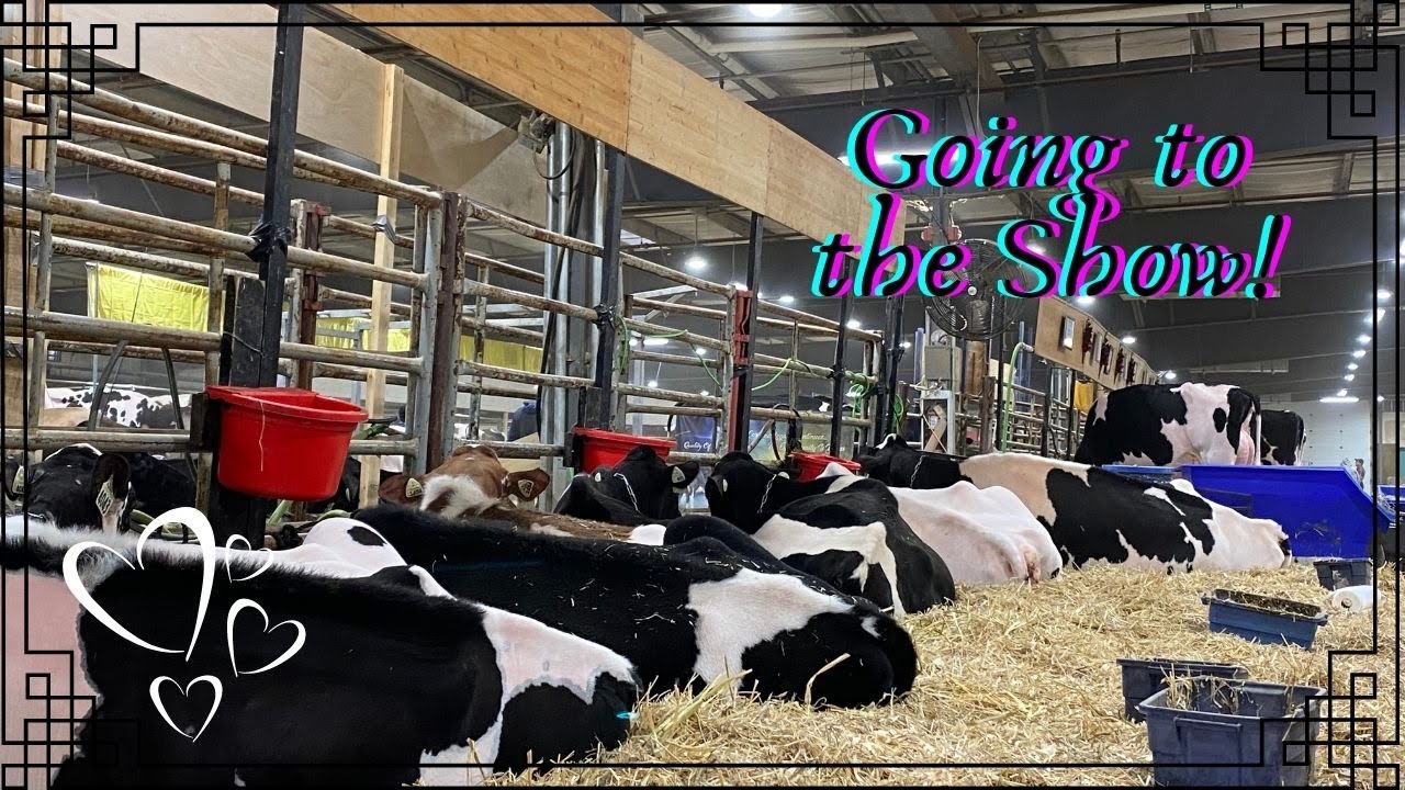 National Holstein Convention! Day 1 and 2 YouTube