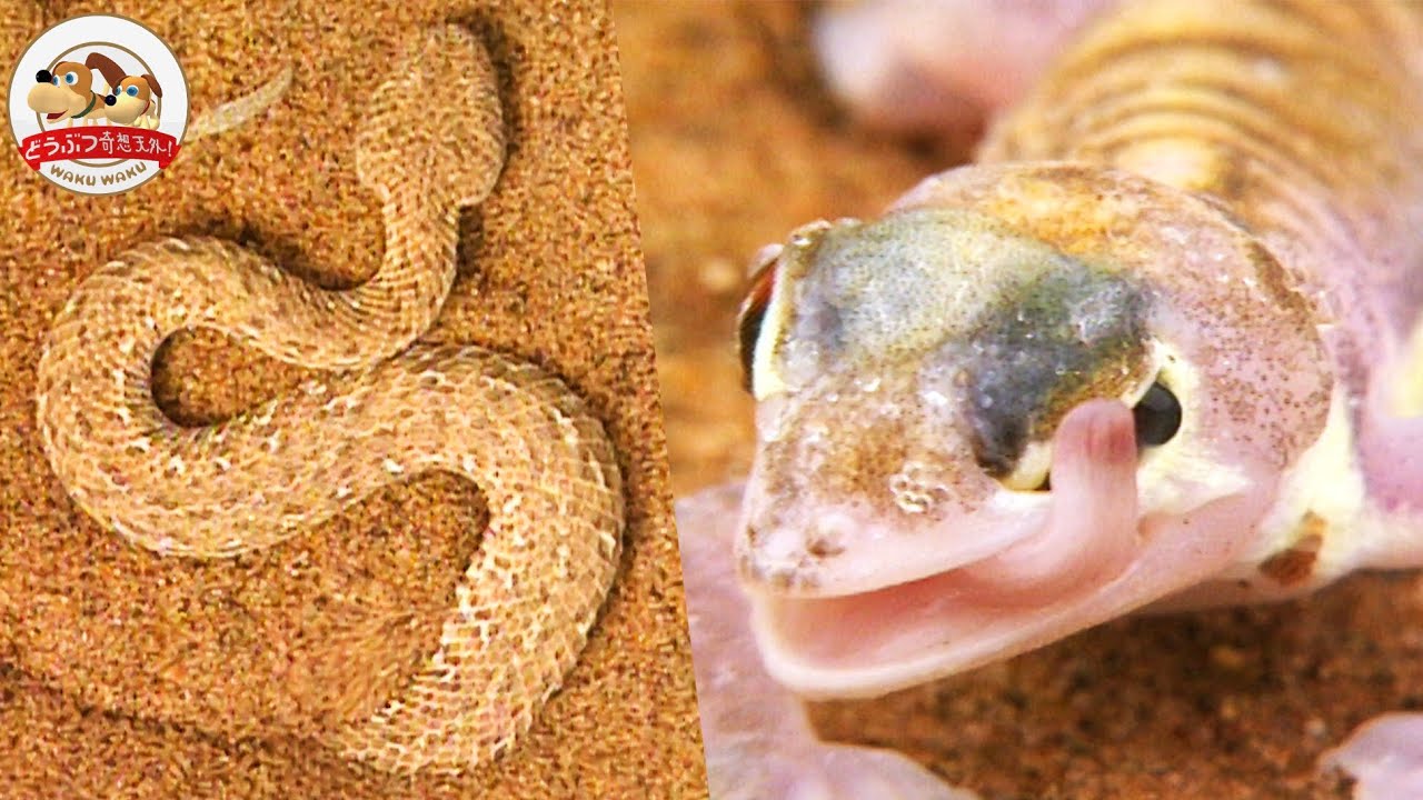 アフリカ 灼熱のナミブ砂漠に生きるヘビ ヤモリ クモ 超スゴイ動物たちのサバイバル戦術 どうぶつ奇想天外 Wakuwaku Youtube