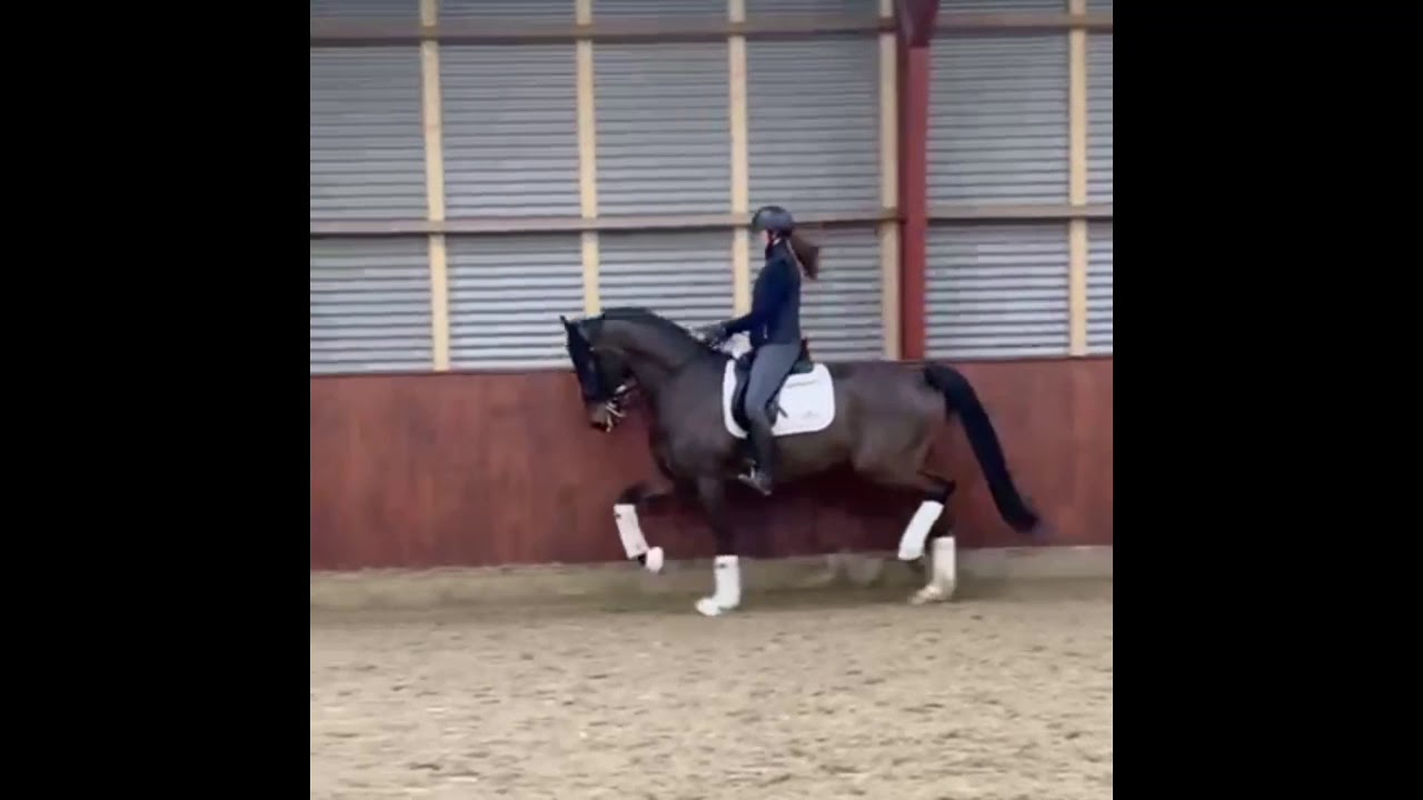 Straight Horse Don Zuan pour Sophie Reef