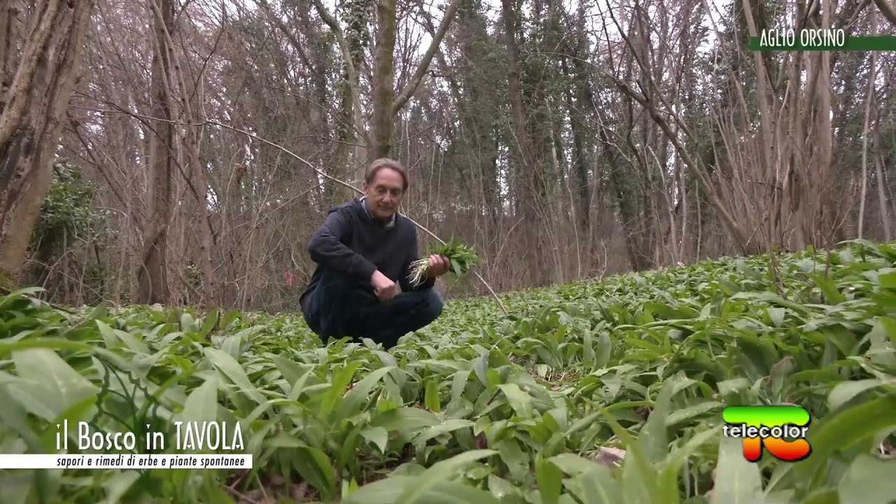 Il bosco in tavola: aglio orsino 01.04.2022