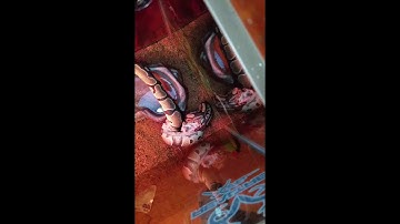 Ball Python eating mouse backwards