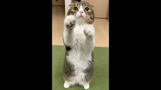 可愛すぎ注意！2足歩行で飼い主を遊びに誘う猫