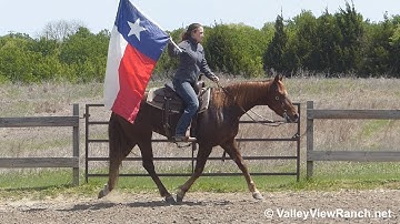 Auspicious Lisa - carrying the flag and ranch versatility! - ValleyViewRanch.net