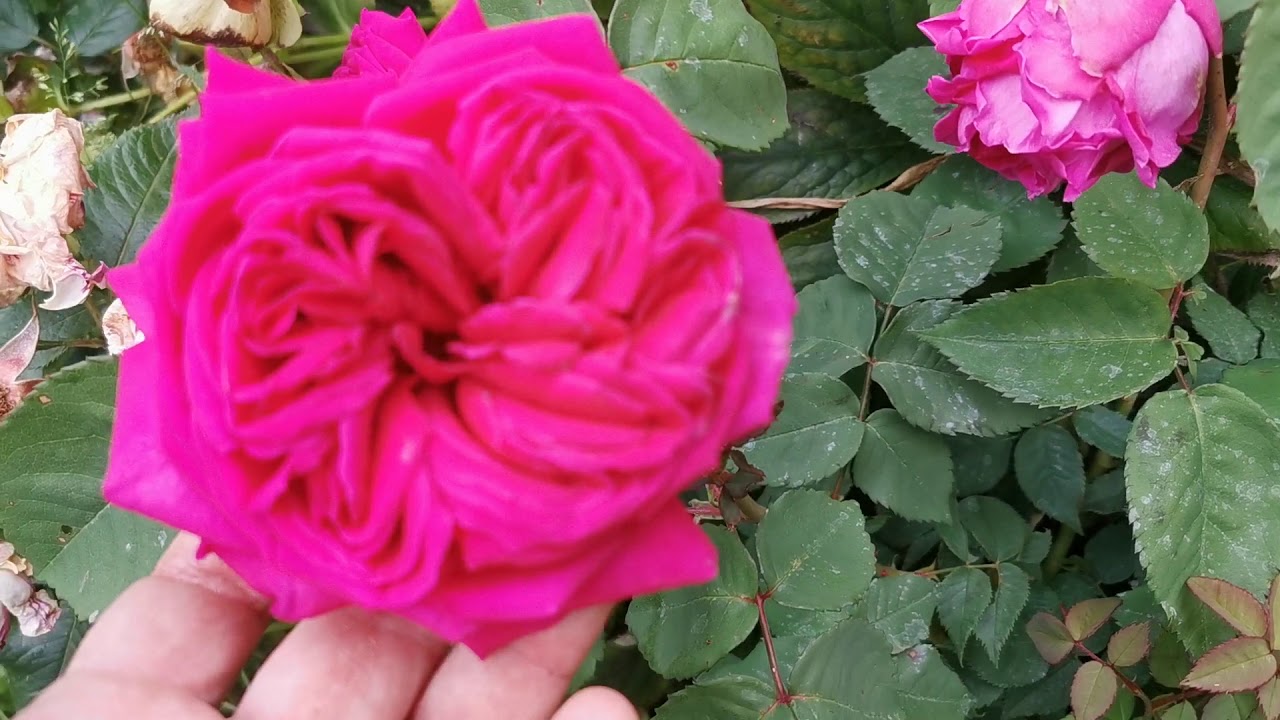 Early June tour of the most fragrant plants and best scented flowers of