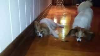 Angel and Whisper the Papillons - Crickets are fun to play with! by Narelle Robinson 28 views 9 years ago 2 minutes, 18 seconds