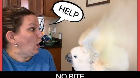 #233 TIP ON HOW TO STOP YOUR BIRD FROM BITING. Why birds bite and how to avoid getting bit.