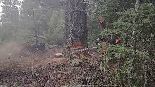 Falling a Doug Fir