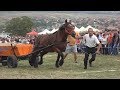 Tractiune cu cai | Tropote in Tara Vinului - 17 sept 2017