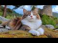 12 Hours Of Cat Music Soft Visual Scenes For Cats Calming Relaxation Mood No Ads 