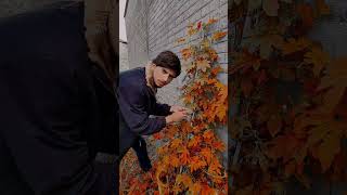 comedy short video #viral #shorts #love #funny #viralshorts #video #comedy #desi #mms #shortsviral