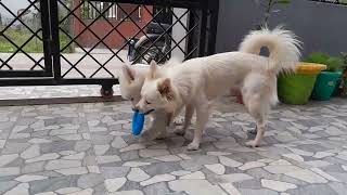 My dog , sandy and soony playing by Aahana 129 views 1 year ago 5 minutes, 5 seconds