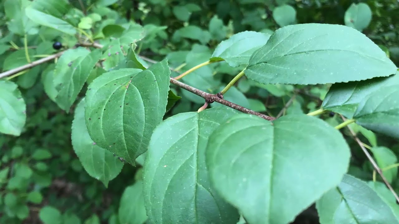 Invasive Species Of The Week Buckthorn September 2020 YouTube Invasive Species Of The Week Buckthorn September 2020 YouTube