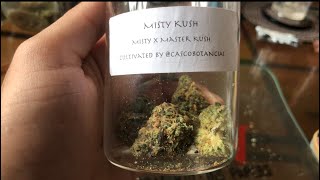 Strain Review : Misty Kush !!! By Cascobotancial