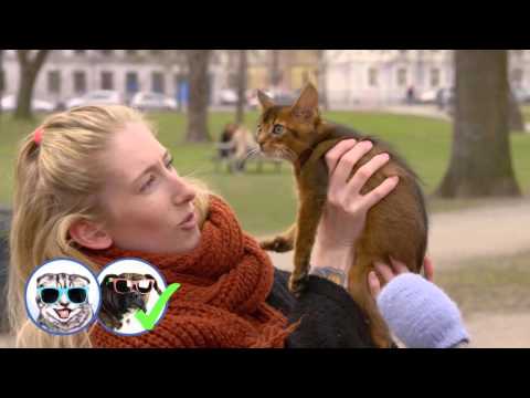 Video: Hvordan Finne En Kattunge