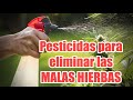 pesitisida casero para las malas hierbas