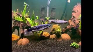 Pair of Red wolf fish, high fin rainbow wolf fish in 75 gallon community tank.