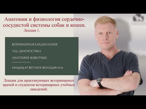 Анатомия и физиология сердечно- сосудистой системы собак и кошек. Лекция 1.