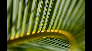 The Impact of Biophilic Design on Student Success