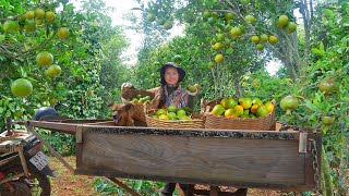 Download Lagu Harvest Sweet Oranges Go To The Market To Sell, Cook, Garden And Enjoy A Peaceful, Free Life. MP3 Download Lagu Harvest Sweet Oranges Go To The Market To Sell, Cook, Garden And Enjoy A Peaceful, Free Life. MP3