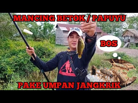 mancing-ikan-betok-/-papuyu-pake-umpan-jangkrik