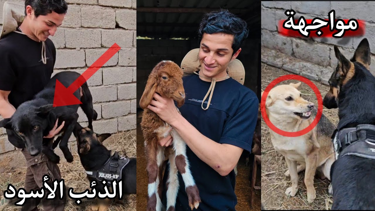 لقاء كلبتي لوسي بجميع الحيوانات _ الكلاب تهدد لوسي _ تحدي ركوب الخيل _ شربت حليب الماعز🔥