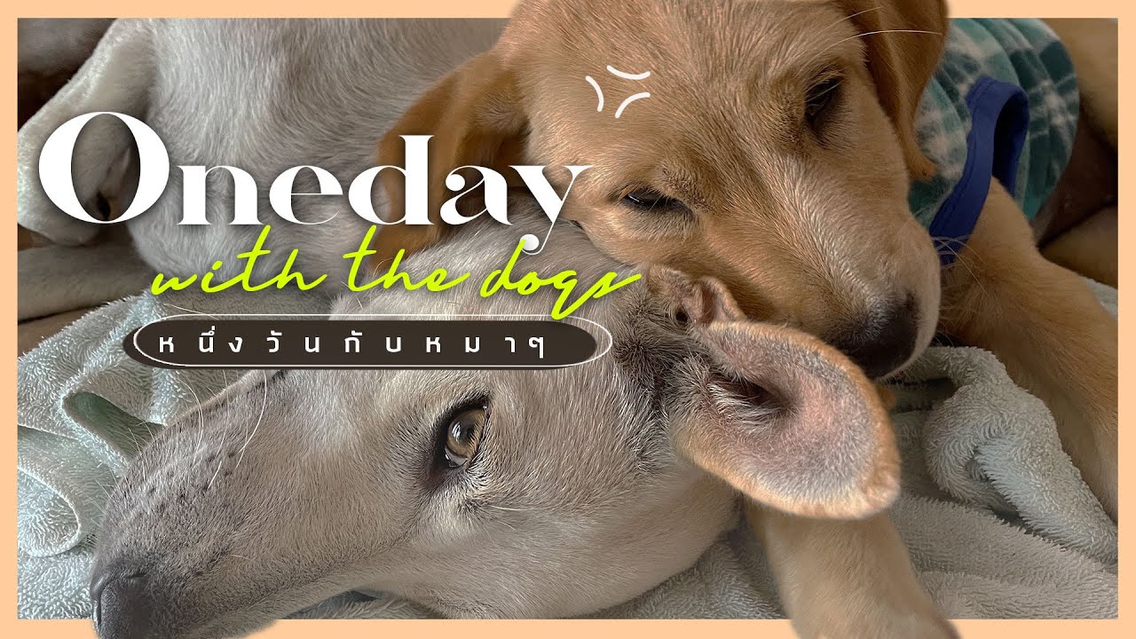 วันหมาๆ เช่าบ้านเลี้ยงหมาที่มหาลัย