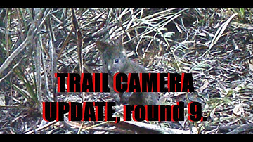 Trail Camera update, round 9. Wombats, Quolls, Devils and another 4 legged marsupial...
