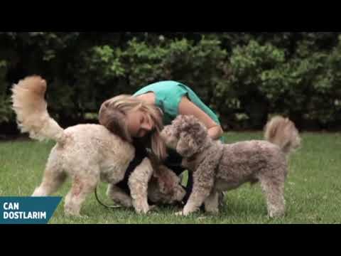 Video: Köpeklerde Serebellar Dejenerasyon - Köpek Beyin Hastalığı