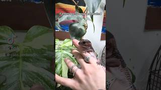 Fat tail life!! #fattailgecko #gecko #geckos #lizard #fyp #lizards #reptiles #pet #pets #petreptiles