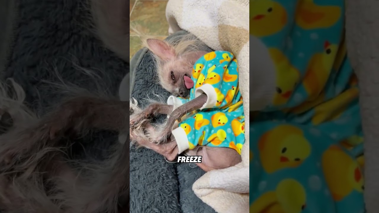 Милая и уродливая китайская хохлатая собака 