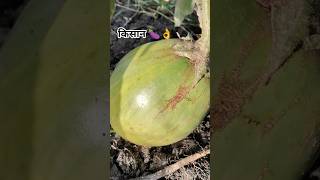 #farming #agriculture #latestnews #pyajrate #video #automobile #motivation #farmer #kisan 🍆🍆👌