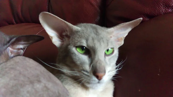 Watch the video about Russian Peterbald Sphinx.